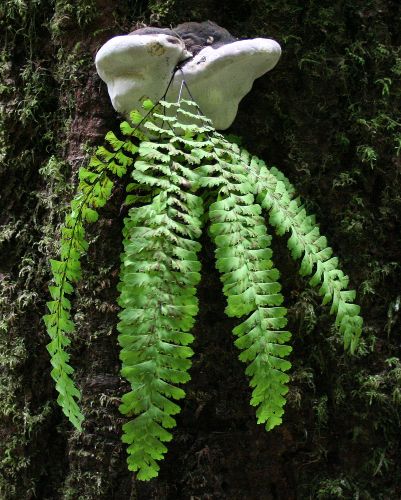 Fern