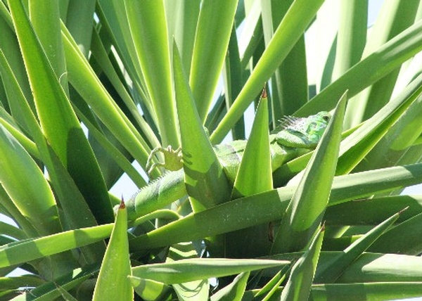 Iguana